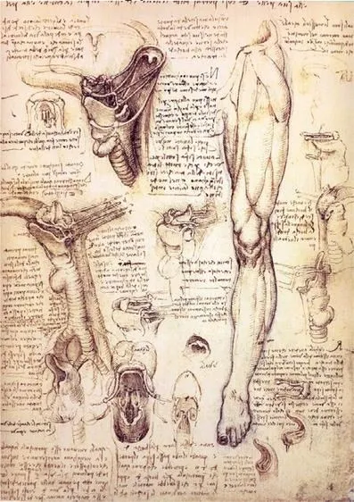 Leonardo da Vinci's anatomical study of the thyroid